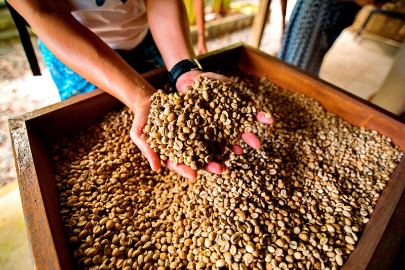 Ethical coffee brands, Fair trade coffee movement, Social impact of fair trade coffee