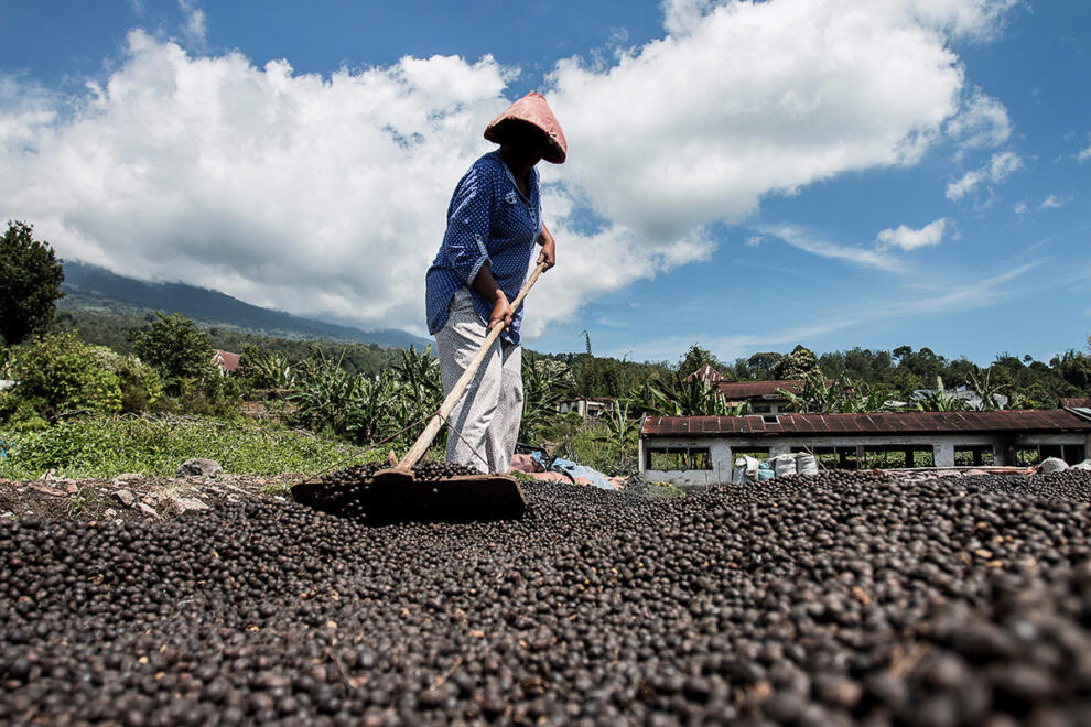 Ethical coffee brands, Fair trade coffee movement, Social impact of fair trade coffee